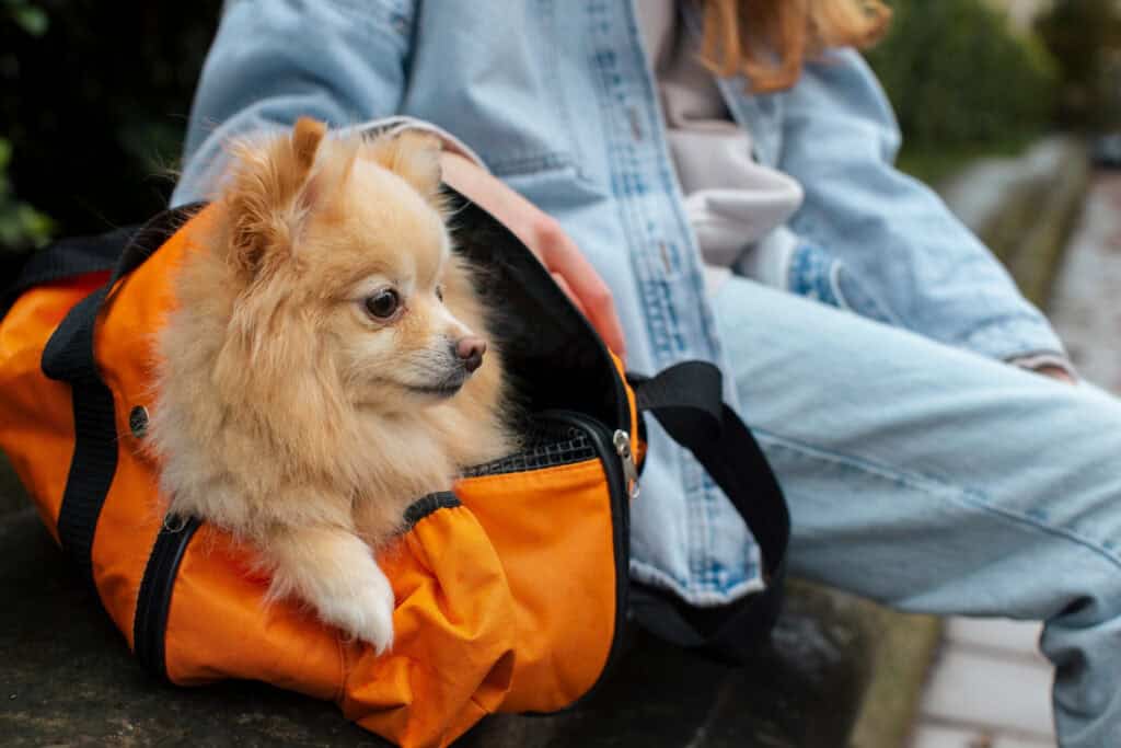 Dog Friendly Travel Itineraries