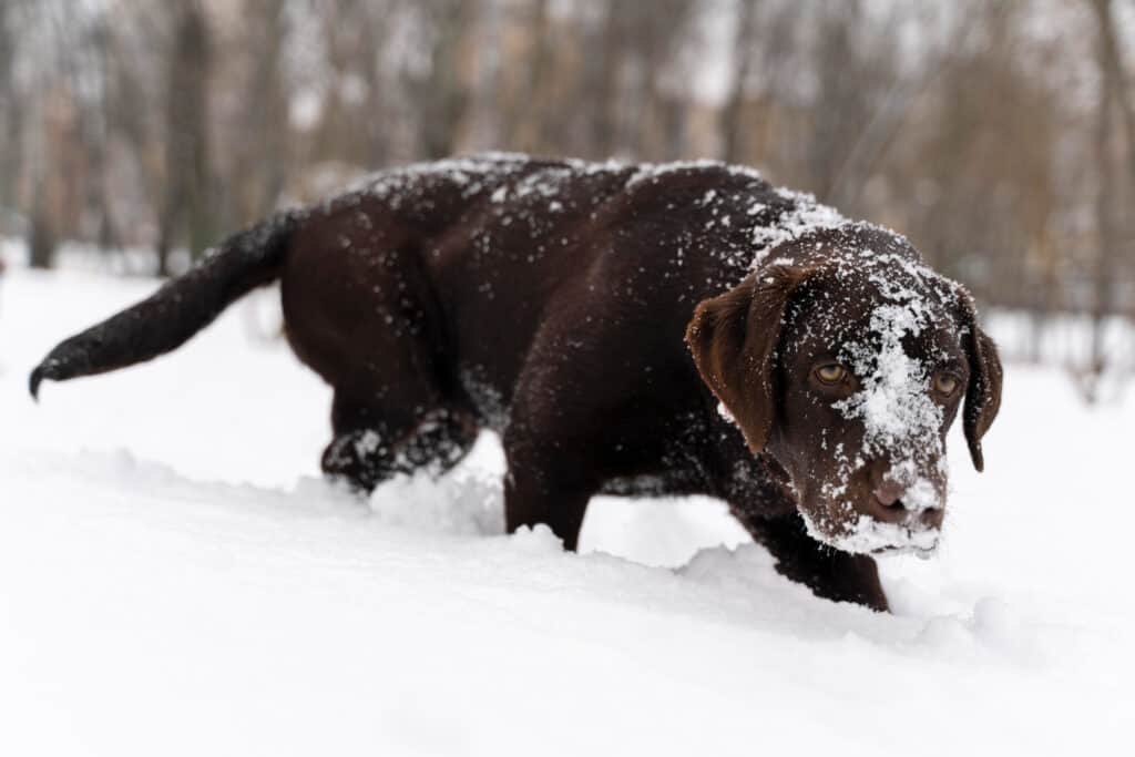 Where Can I Get Pet Friendly Ice Melt