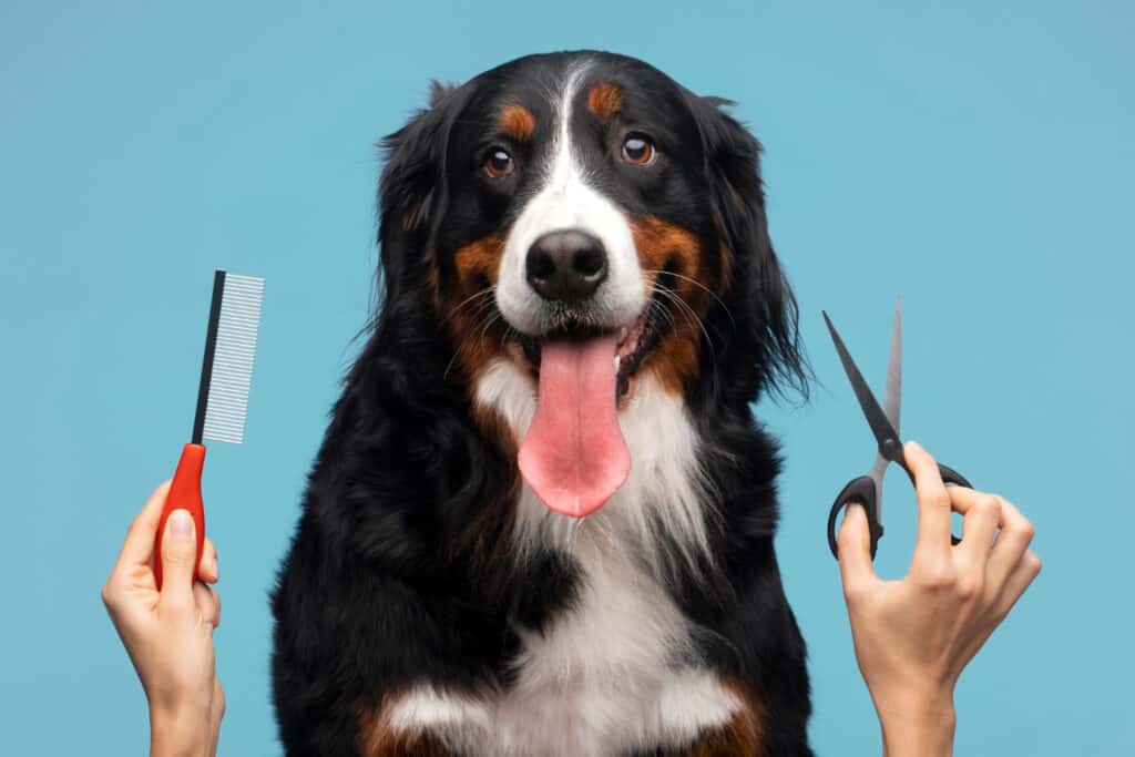 Are Pet Grooming Services Pet Friendly