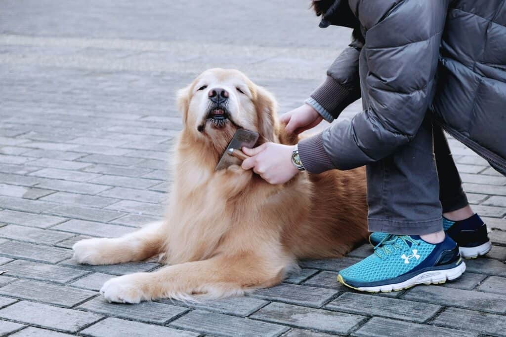 Why Are Pet Friendly Grooming Services Popular