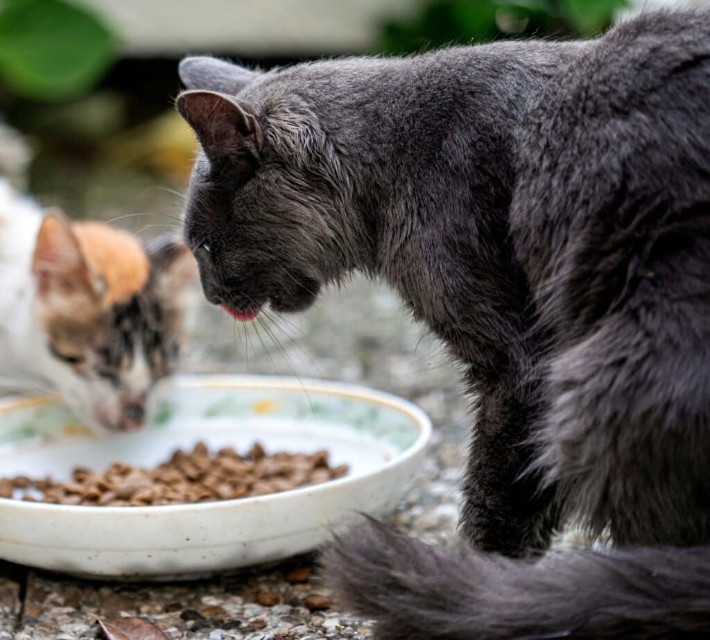 Are Pet Foods Pet Friendly