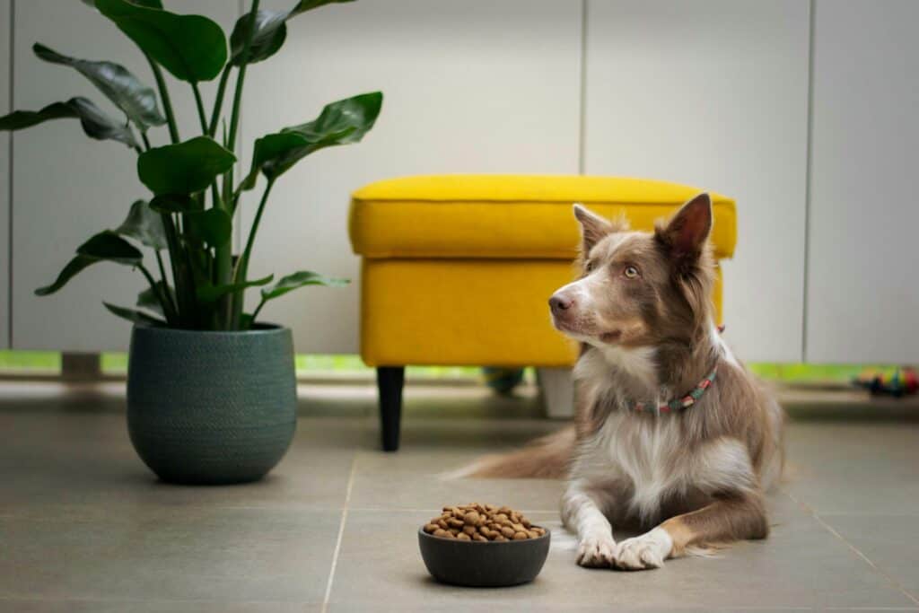 Are Pet Friendly Pet Foods Safe