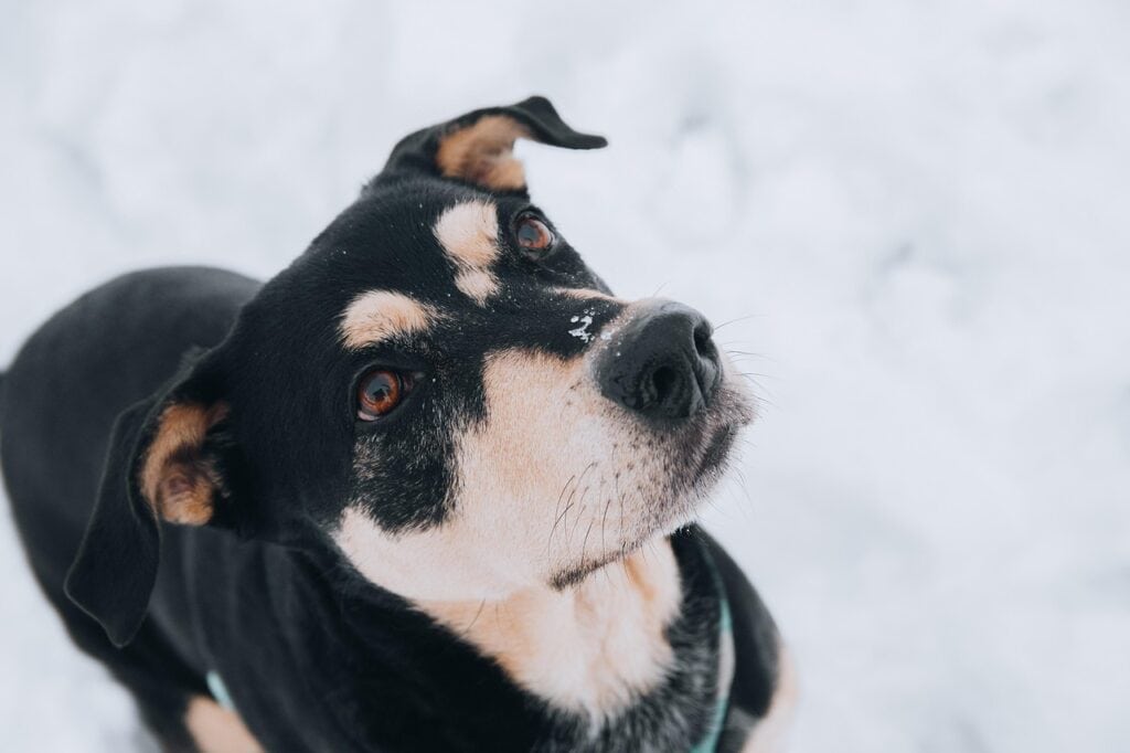 Why Are Pet Friendly Health Services Beneficial