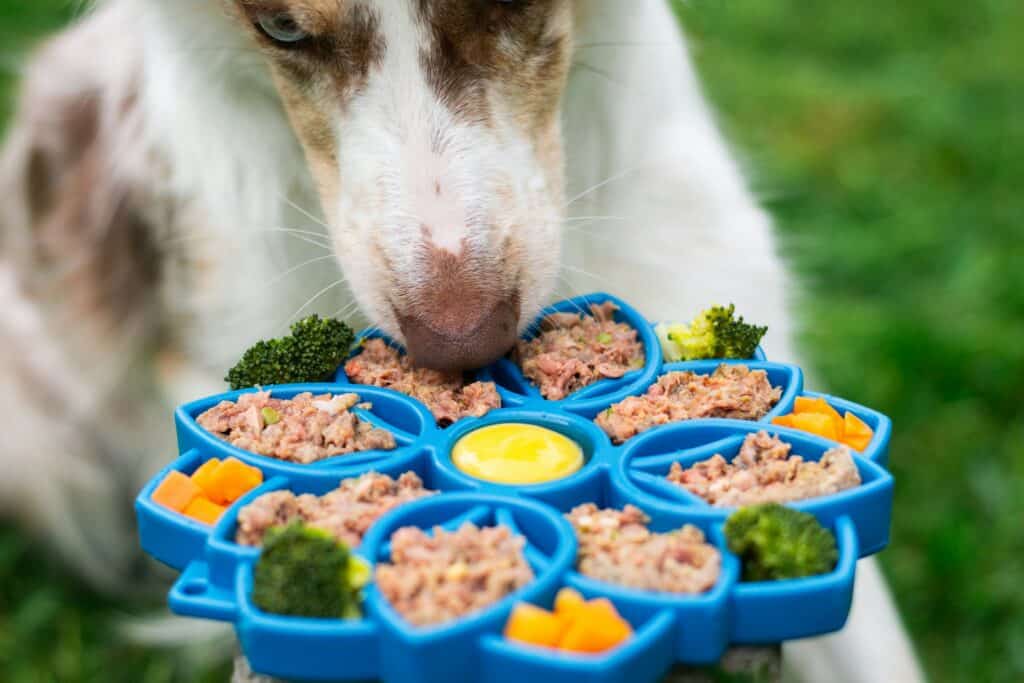 Pet Friendly Pet Food Stores Near Me