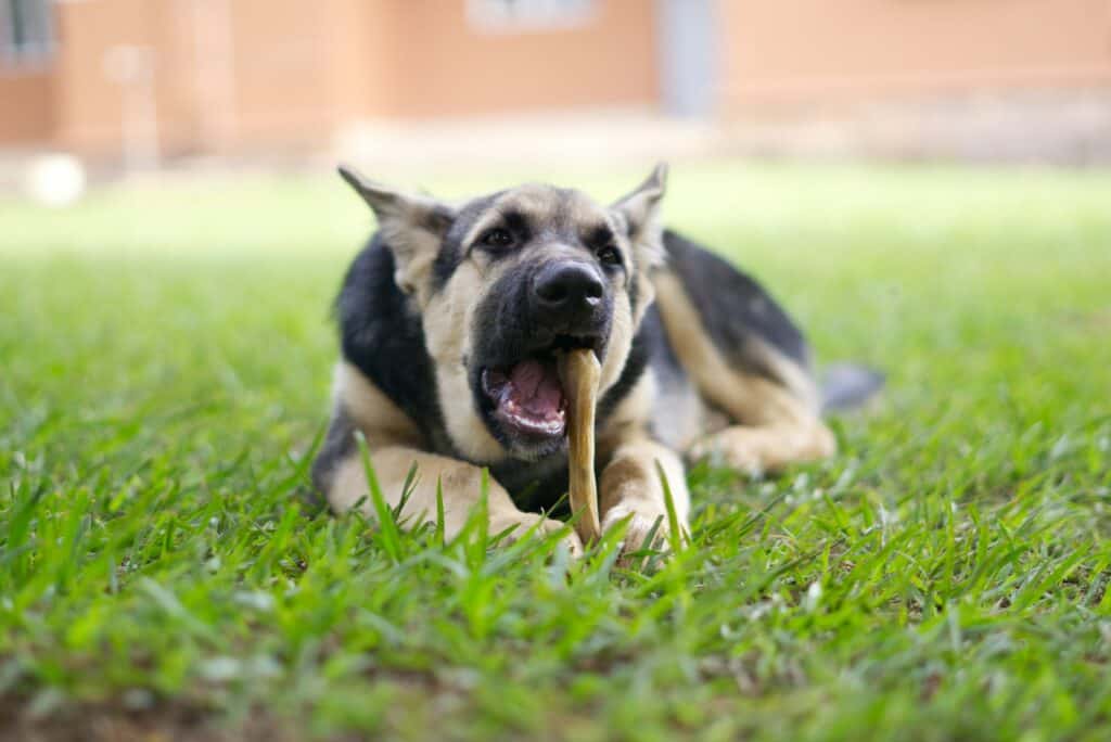Pet Friendly Pet Treat Stores