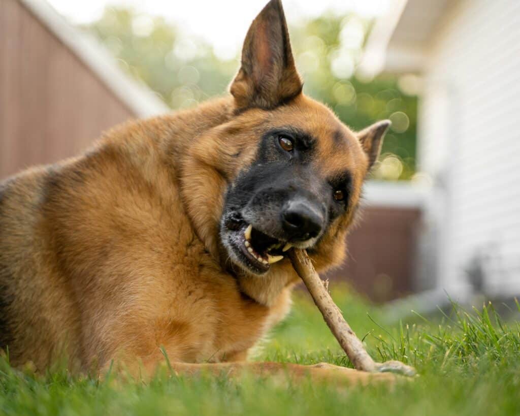 Why Are Pet Friendly Pet Treats Popular