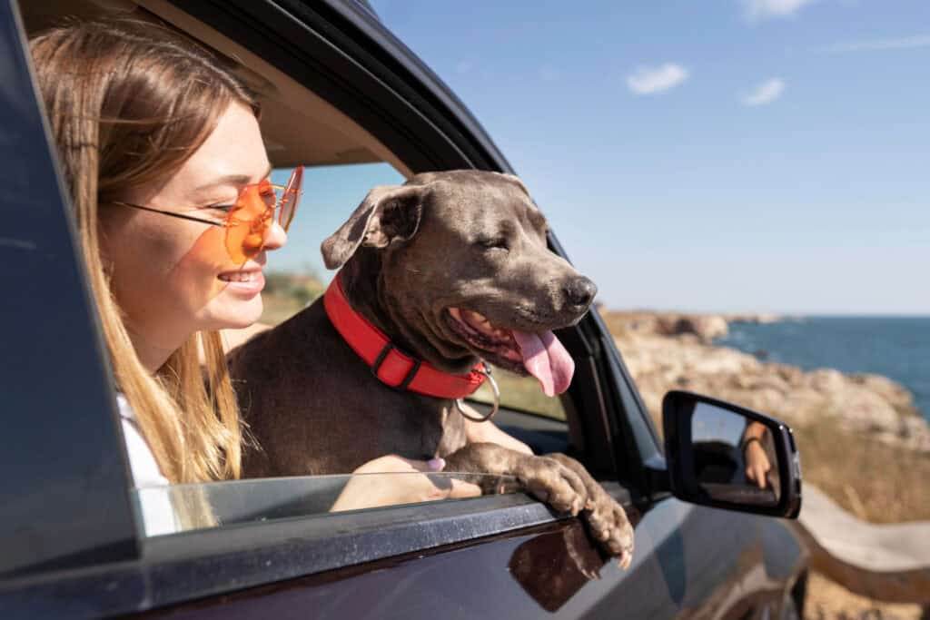 Why Are Pet Friendly Travel Destinations Popular