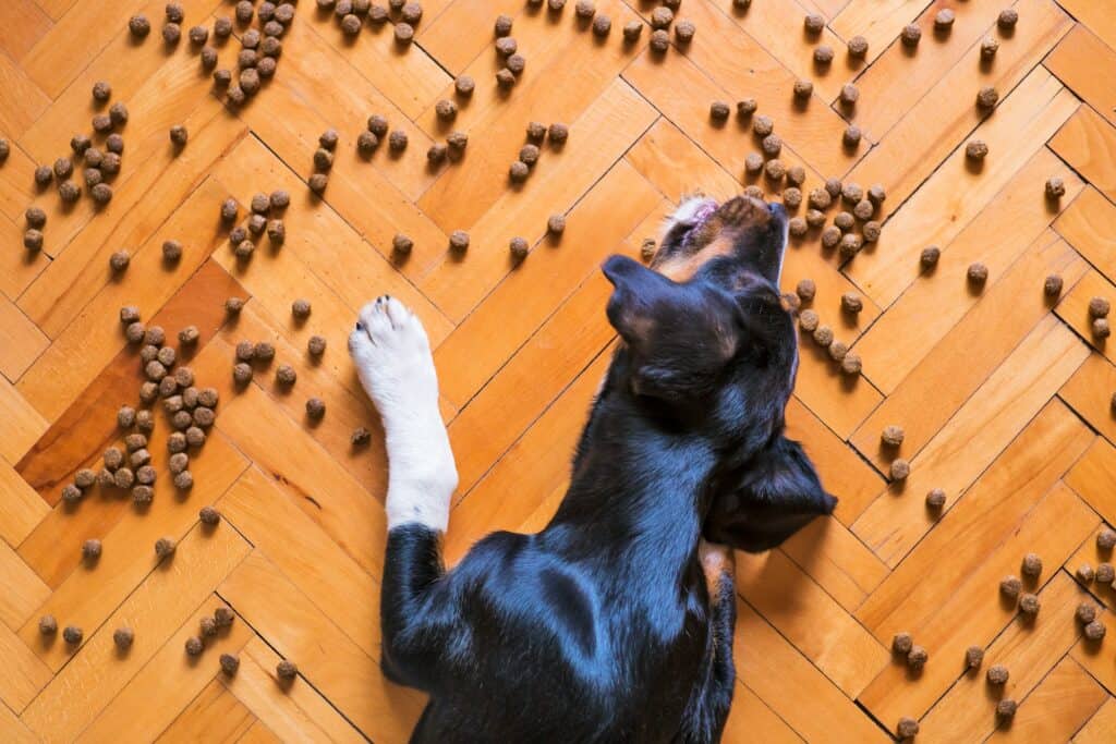 Why Are Pet Friendly Pet Foods Popular
