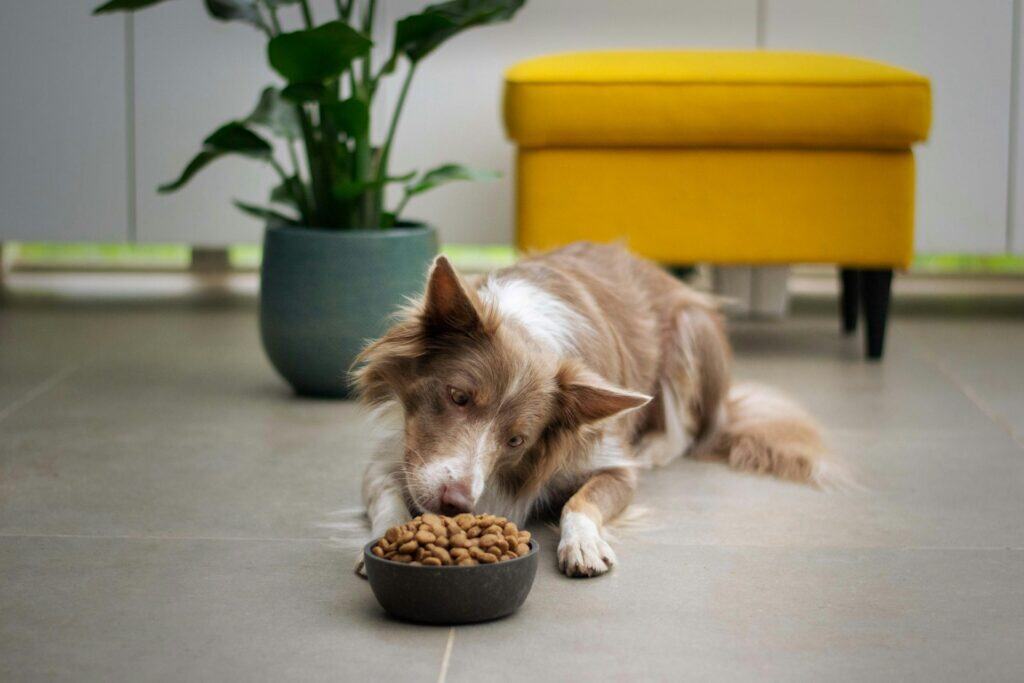 Why Are Pet Friendly Pet Treats Beneficial