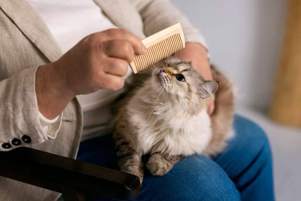 Cat Friendly Grooming Tips
