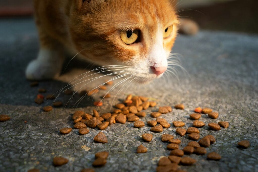 Cat Safe Pet Treats
