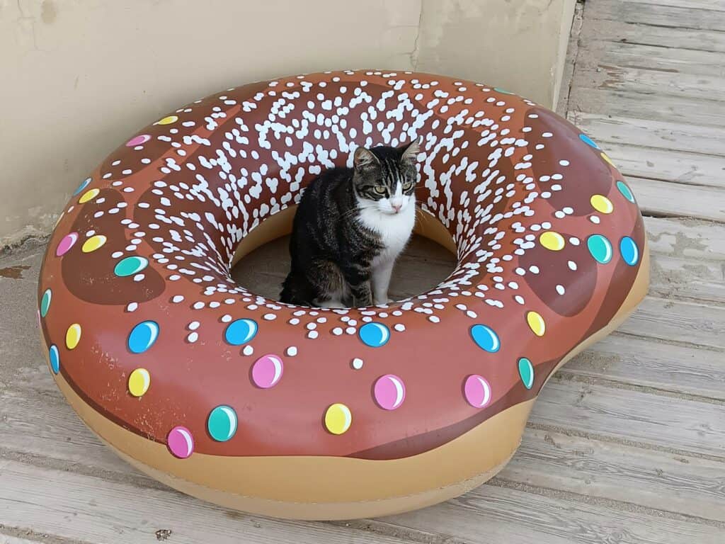 Cat Friendly Pet Treat Brands