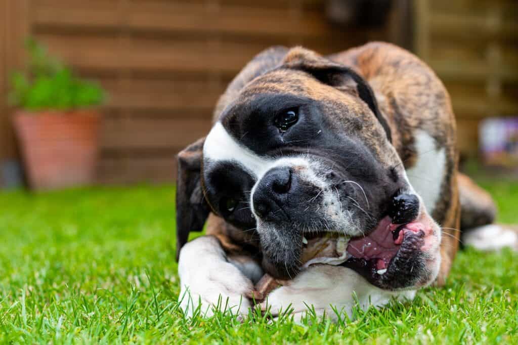 Why Choose Pet Friendly Pet Treats