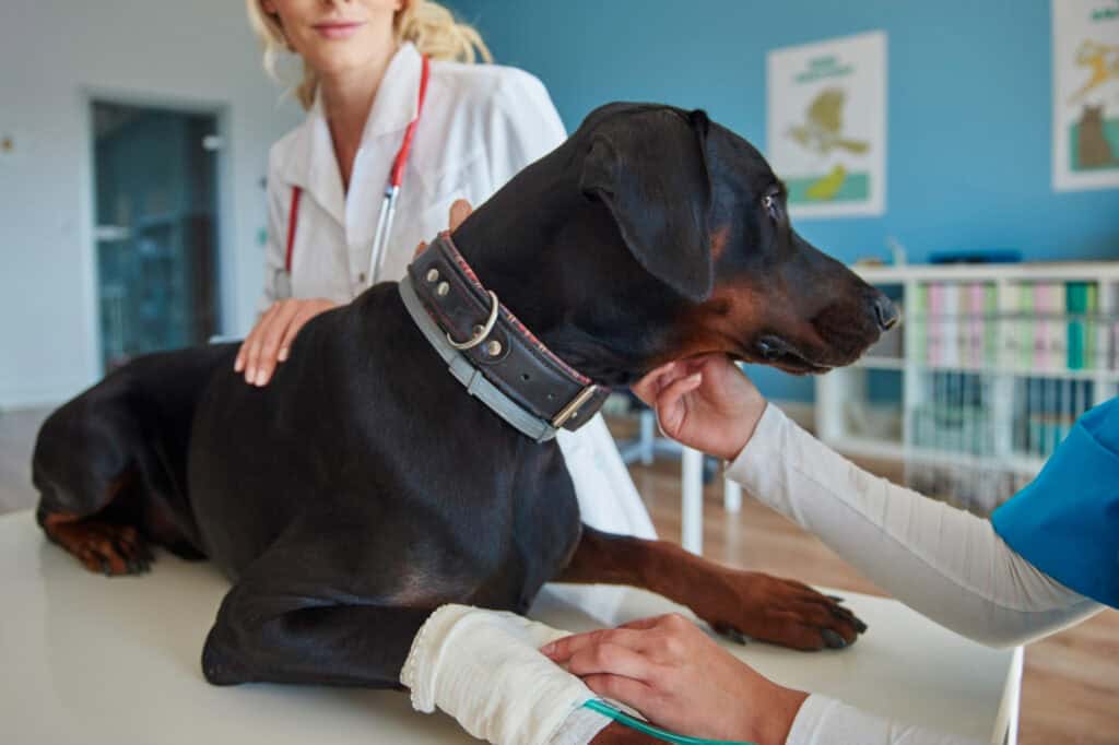 Why Choose Pet Friendly Pet Health Products