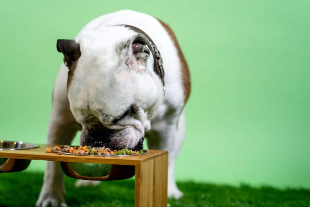 Why Choose Pet Friendly Pet Food