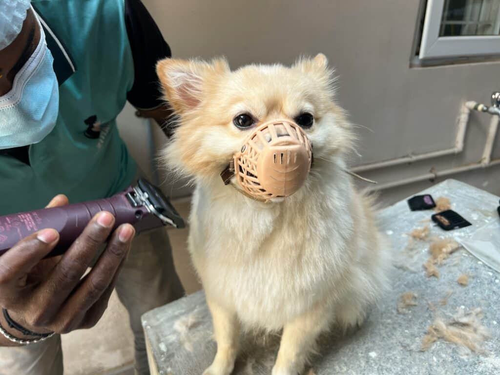 Dog Friendly Grooming Locations