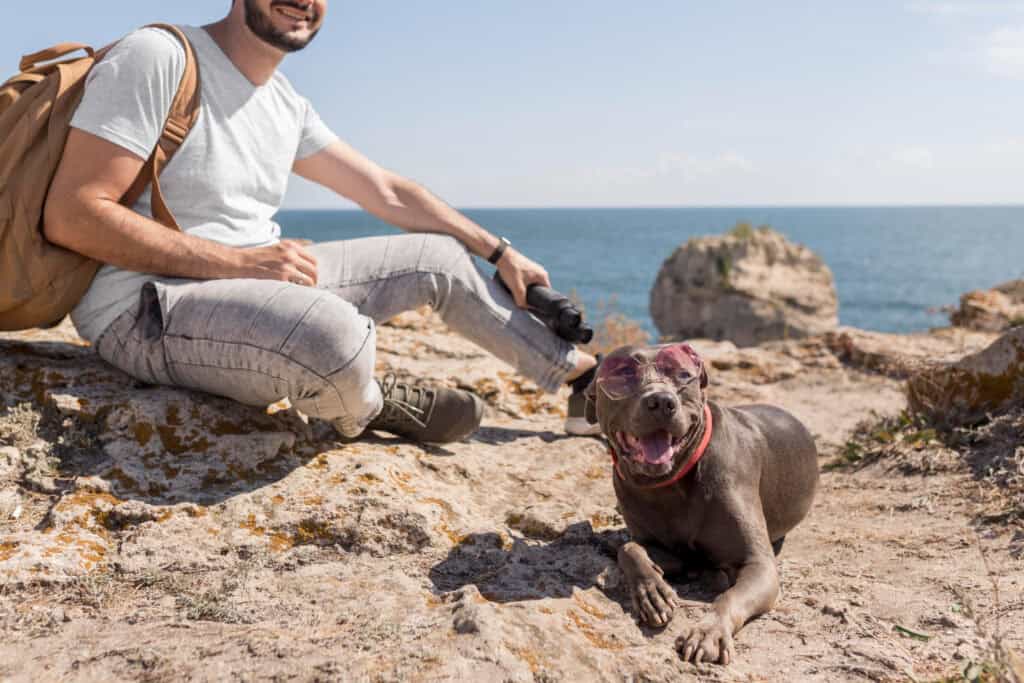 Why Are Pet Friendly Road Trips Popular