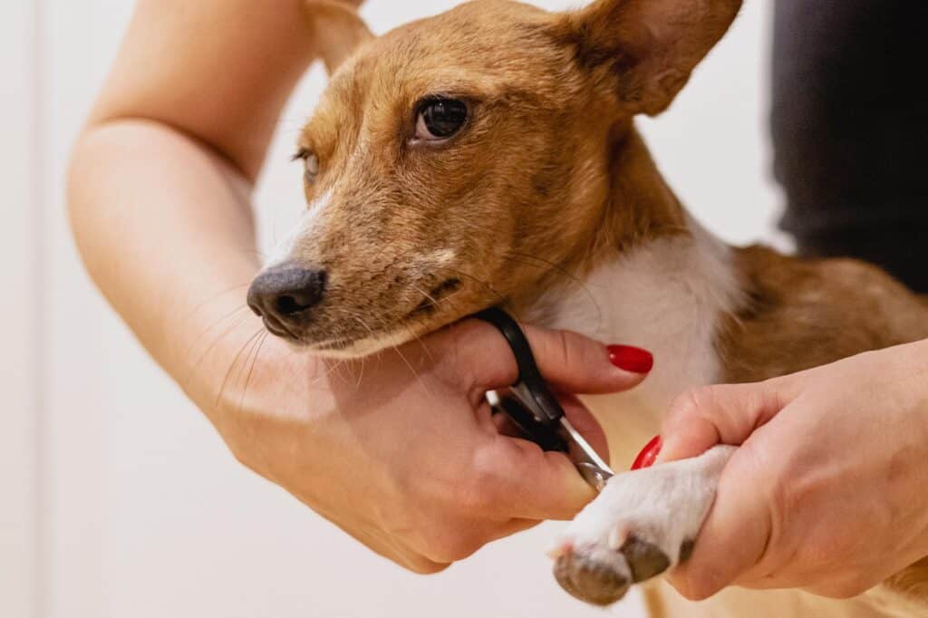 Are Pet Friendly Grooming Salons Effective