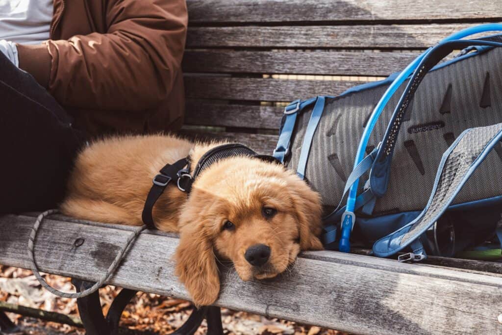 Pet Friendly Camping Gear