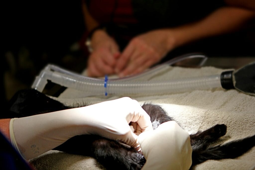 Pet Friendly Grooming Salons