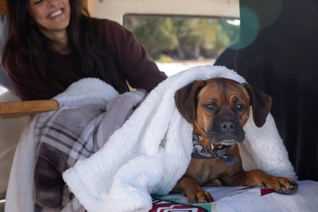 Pet Friendly Vacation Planning