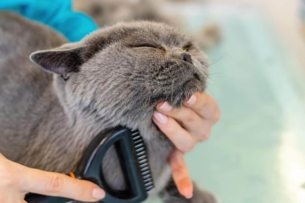 Pet Friendly Pet Grooming