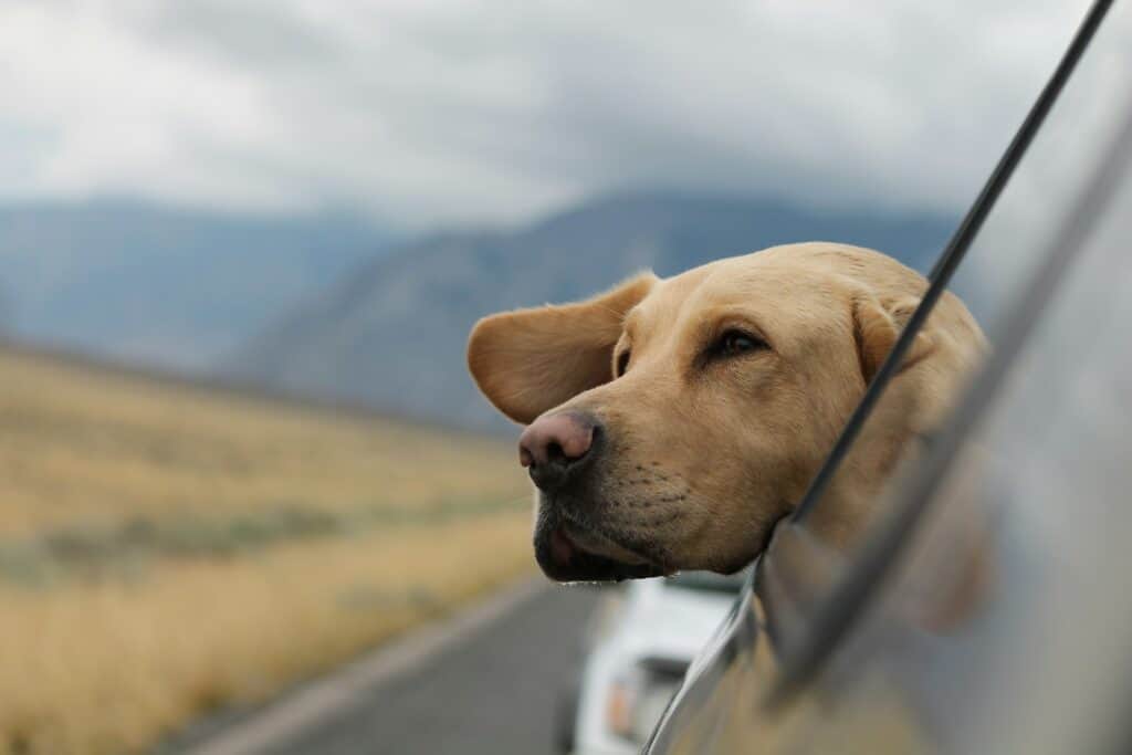 Pet Friendly Travel Hacks