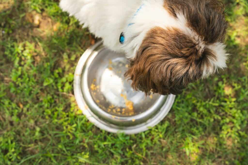 Dog Safe Pet Food Materials