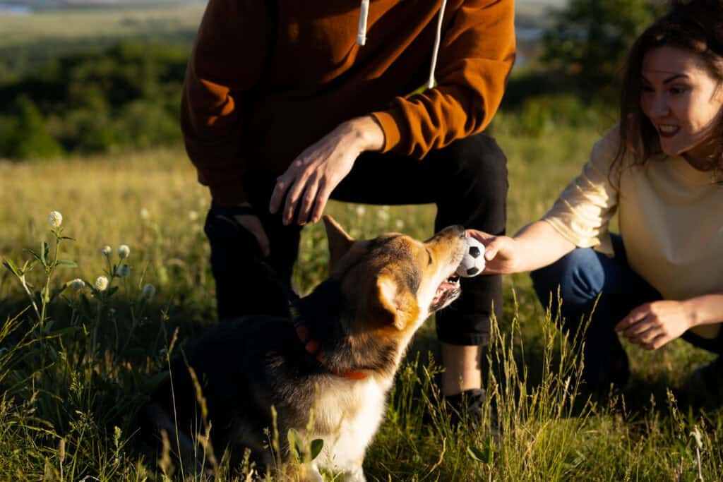 Why Are Pet Friendly Campsites Popular